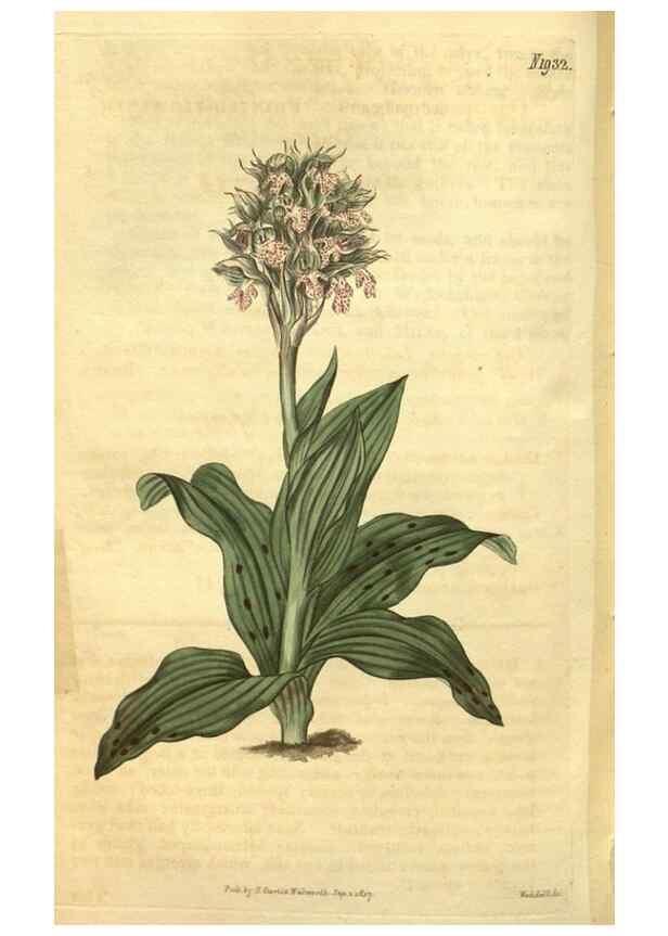 Reproducción/Reproduction 34379091053: Curtis's botanical magazine.. London ; New York [etc.] :Academic Press [etc.]