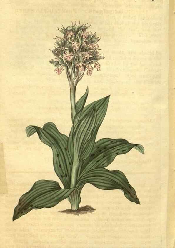 Reproducción/Reproduction 34379091053: Curtis's botanical magazine.. London ; New York [etc.] :Academic Press [etc.]