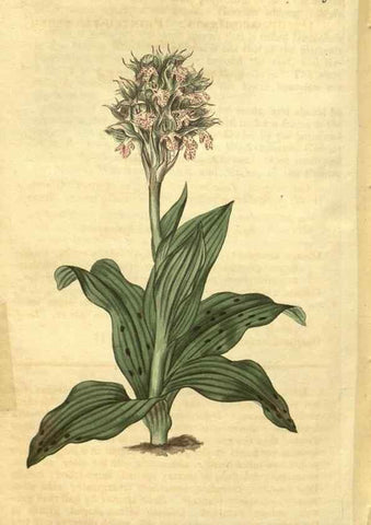 Reproducción/Reproduction 34379091053: Curtis's botanical magazine.. London ; New York [etc.] :Academic Press [etc.]