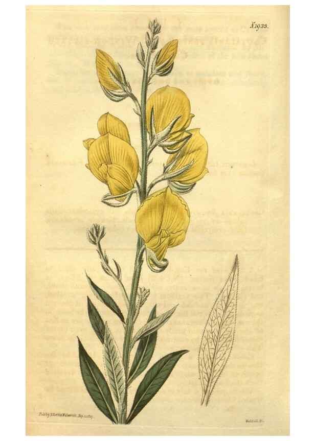 Reproducción/Reproduction 35057952361: Curtis's botanical magazine.. London ; New York [etc.] :Academic Press [etc.]
