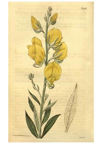 Reproducción/Reproduction 35057952361: Curtis's botanical magazine.. London ; New York [etc.] :Academic Press [etc.]