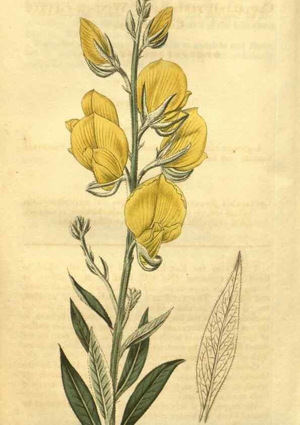 Reproducción/Reproduction 35057952361: Curtis's botanical magazine.. London ; New York [etc.] :Academic Press [etc.]