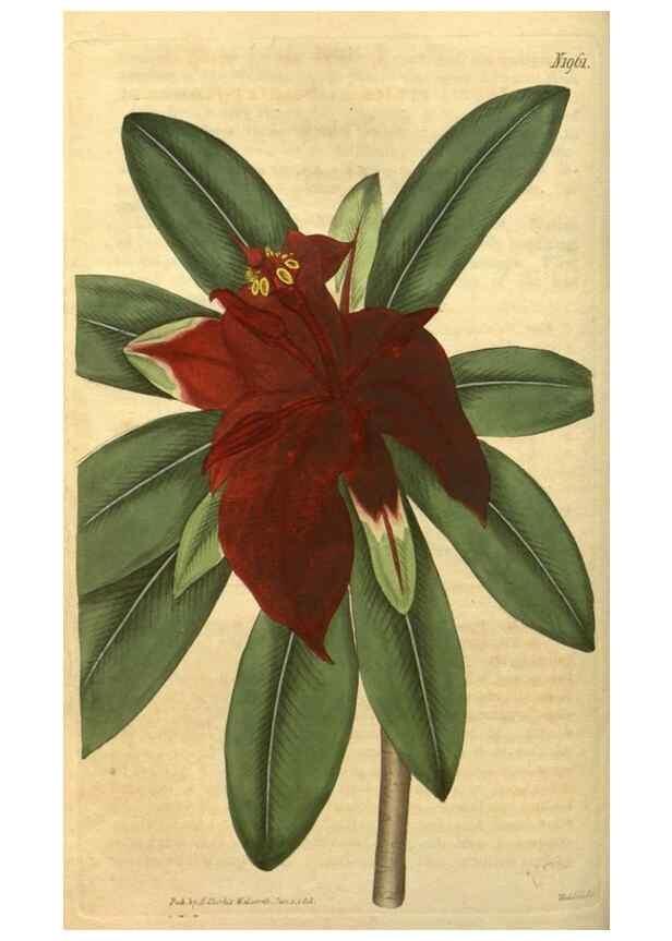 Reproducción/Reproduction 35189427845: Curtis's botanical magazine.. London ; New York [etc.] :Academic Press [etc.]