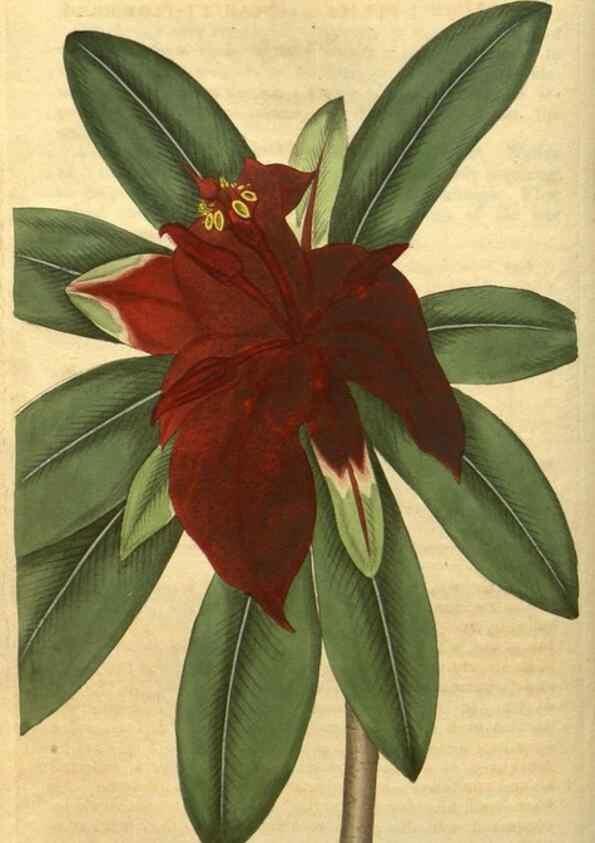 Reproducción/Reproduction 35189427845: Curtis's botanical magazine.. London ; New York [etc.] :Academic Press [etc.]