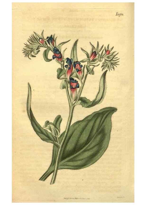 Reproducción/Reproduction 35057955371: Curtis's botanical magazine.. London ; New York [etc.] :Academic Press [etc.]