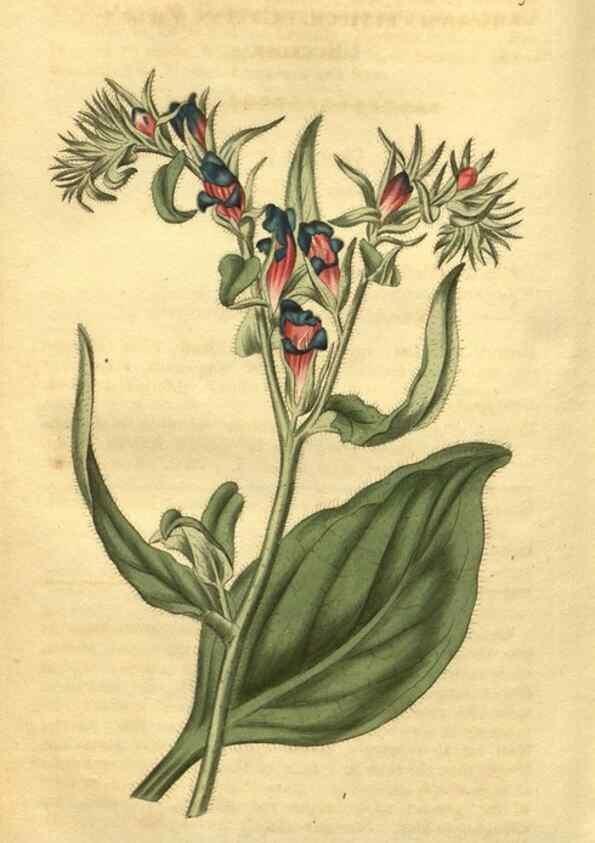 Reproducción/Reproduction 35057955371: Curtis's botanical magazine.. London ; New York [etc.] :Academic Press [etc.]