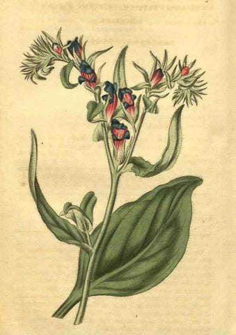 Reproducción/Reproduction 35057955371: Curtis's botanical magazine.. London ; New York [etc.] :Academic Press [etc.]