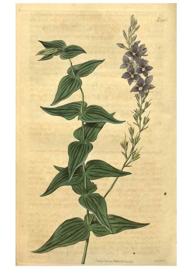 Reproducción/Reproduction 35057958101: Curtis's botanical magazine.. London ; New York [etc.] :Academic Press [etc.]