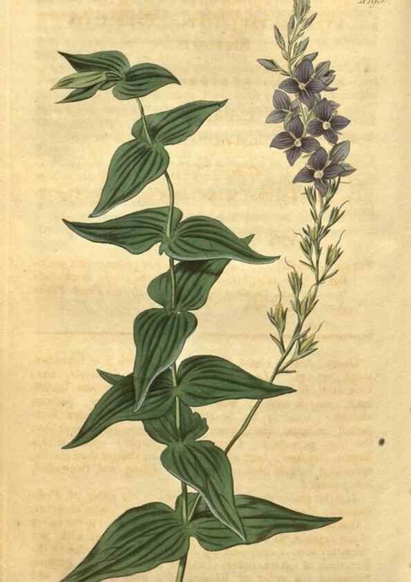 Reproducción/Reproduction 35057958101: Curtis's botanical magazine.. London ; New York [etc.] :Academic Press [etc.]