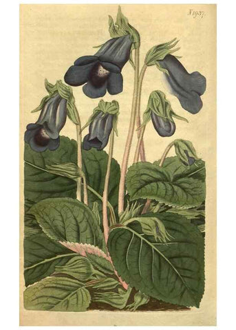 Reproducción/Reproduction 35057959621: Curtis's botanical magazine.. London ; New York [etc.] :Academic Press [etc.]