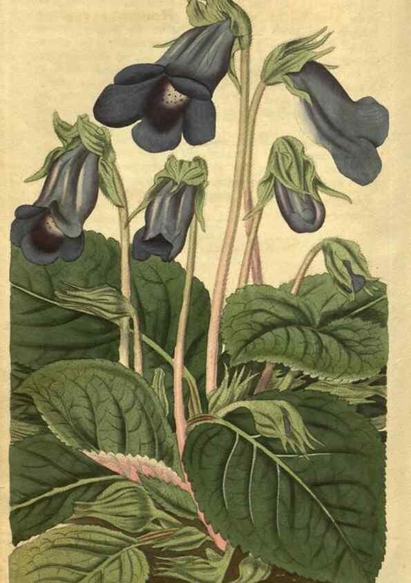 Reproducción/Reproduction 35057959621: Curtis's botanical magazine.. London ; New York [etc.] :Academic Press [etc.]