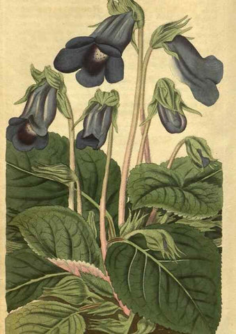 Reproducción/Reproduction 35057959621: Curtis's botanical magazine.. London ; New York [etc.] :Academic Press [etc.]