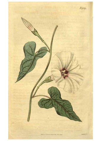 Reproducción/Reproduction 35023363722: Curtis's botanical magazine.. London ; New York [etc.] :Academic Press [etc.]