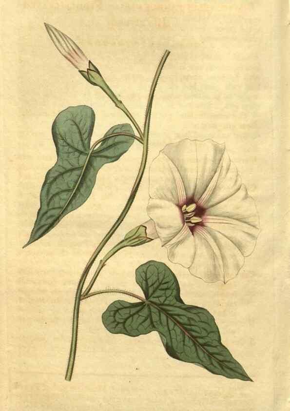 Reproducción/Reproduction 35023363722: Curtis's botanical magazine.. London ; New York [etc.] :Academic Press [etc.]
