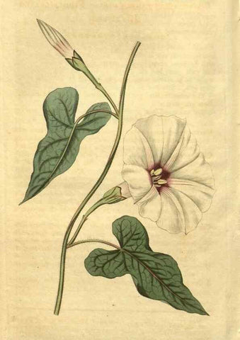 Reproducción/Reproduction 35023363722: Curtis's botanical magazine.. London ; New York [etc.] :Academic Press [etc.]