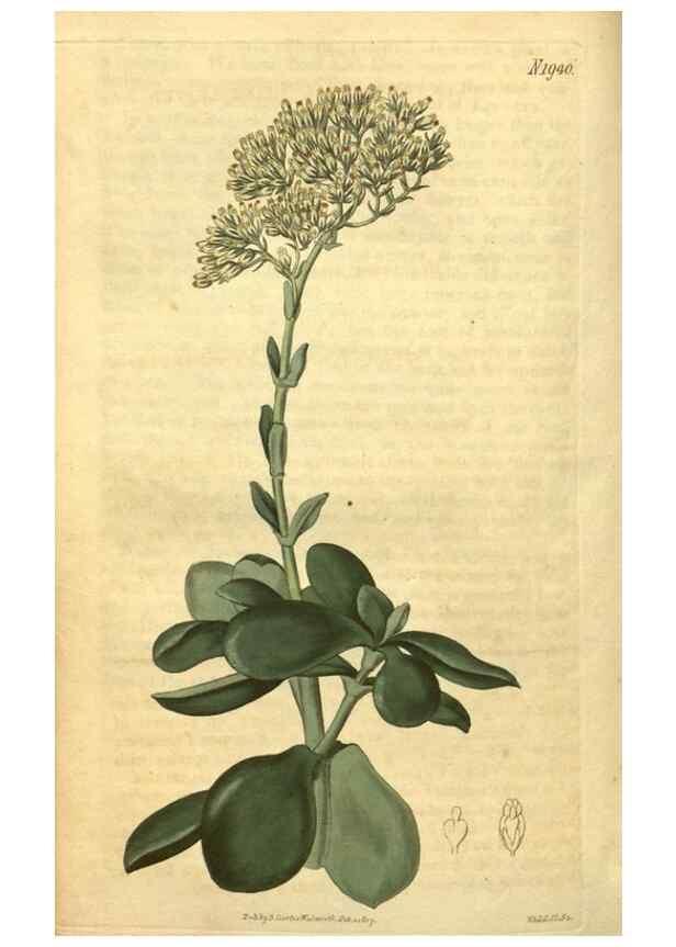 Reproducción/Reproduction 35023366052: Curtis's botanical magazine.. London ; New York [etc.] :Academic Press [etc.]