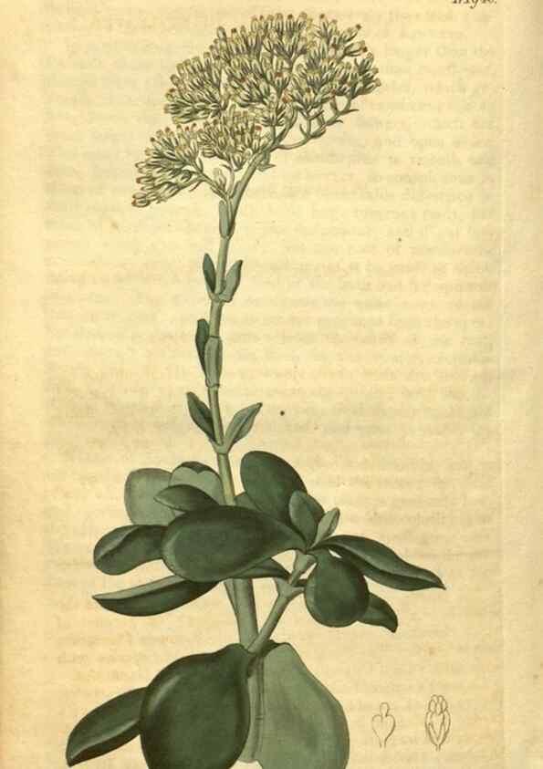 Reproducción/Reproduction 35023366052: Curtis's botanical magazine.. London ; New York [etc.] :Academic Press [etc.]
