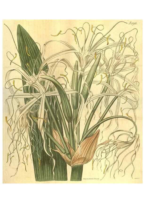 Reproducción/Reproduction 34343869134: Curtis's botanical magazine.. London ; New York [etc.] :Academic Press [etc.]