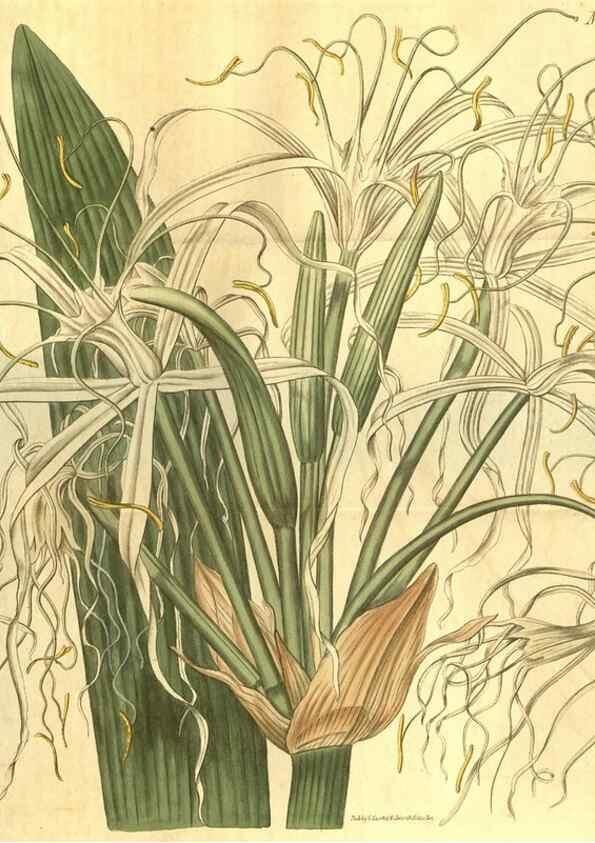 Reproducción/Reproduction 34343869134: Curtis's botanical magazine.. London ; New York [etc.] :Academic Press [etc.]