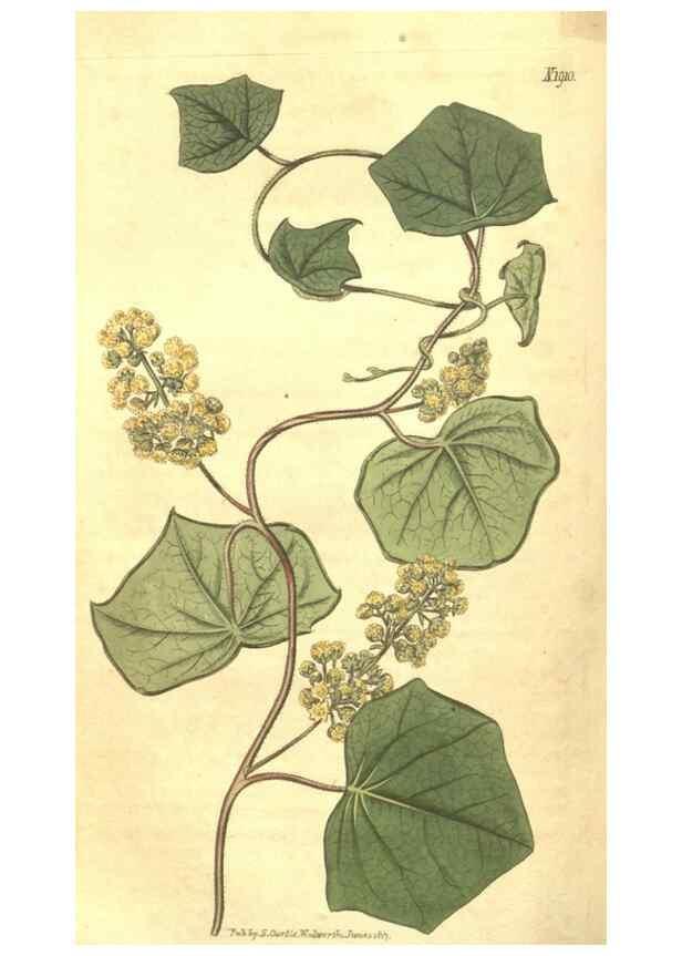 Reproducción/Reproduction 35023900772: Curtis's botanical magazine.. London ; New York [etc.] :Academic Press [etc.]