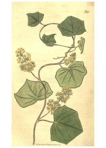 Reproducción/Reproduction 35023900772: Curtis's botanical magazine.. London ; New York [etc.] :Academic Press [etc.]