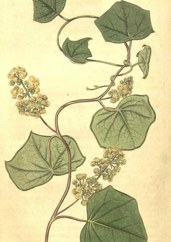 Reproducción/Reproduction 35023900772: Curtis's botanical magazine.. London ; New York [etc.] :Academic Press [etc.]