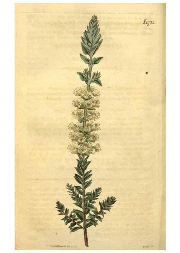Reproducción/Reproduction 35057956921: Curtis's botanical magazine.. London ; New York [etc.] :Academic Press [etc.]