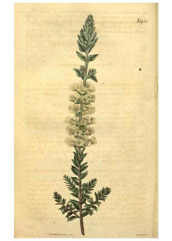 Reproducción/Reproduction 35057956921: Curtis's botanical magazine.. London ; New York [etc.] :Academic Press [etc.]