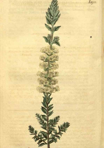 Reproducción/Reproduction 35057956921: Curtis's botanical magazine.. London ; New York [etc.] :Academic Press [etc.]