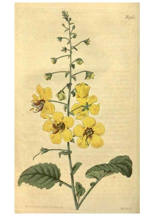 Reproducción/Reproduction 35189428505: Curtis's botanical magazine.. London ; New York [etc.] :Academic Press [etc.]
