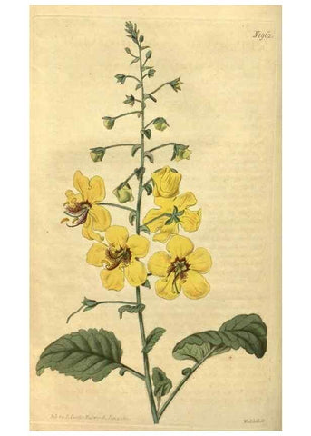 Reproducción/Reproduction 35189428505: Curtis's botanical magazine.. London ; New York [etc.] :Academic Press [etc.]