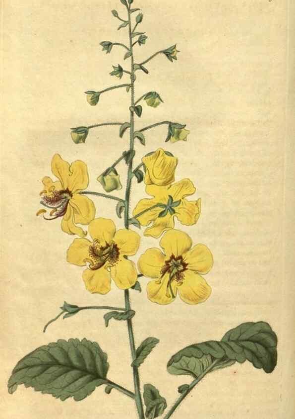 Reproducción/Reproduction 35189428505: Curtis's botanical magazine.. London ; New York [etc.] :Academic Press [etc.]