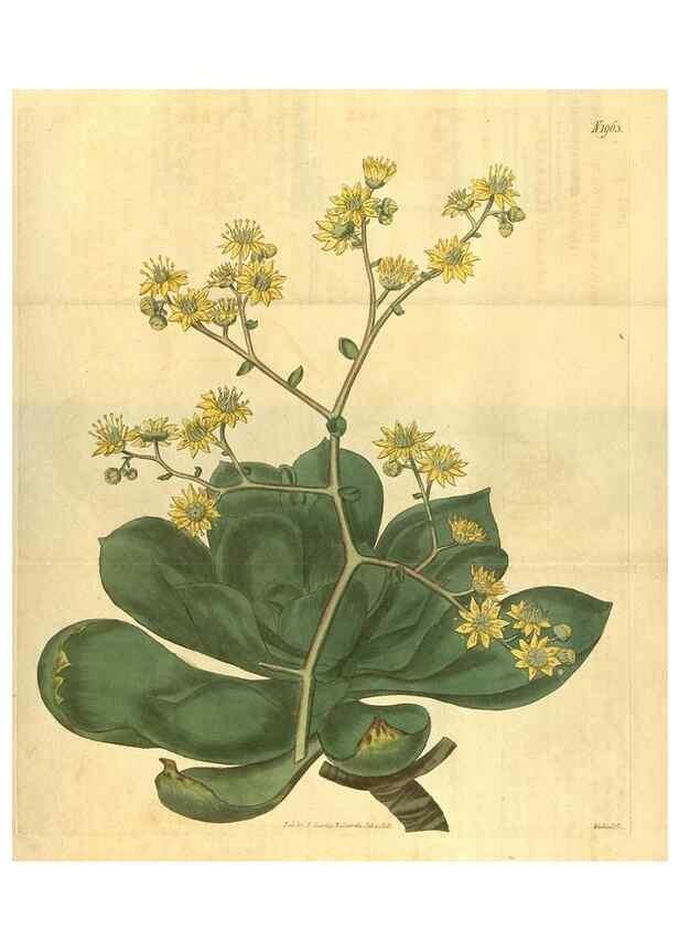 Reproducción/Reproduction 35189429105: Curtis's botanical magazine.. London ; New York [etc.] :Academic Press [etc.]