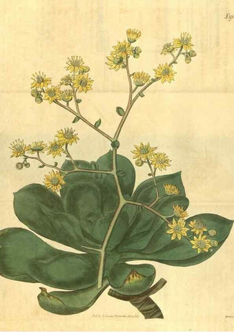 Reproducción/Reproduction 35189429105: Curtis's botanical magazine.. London ; New York [etc.] :Academic Press [etc.]