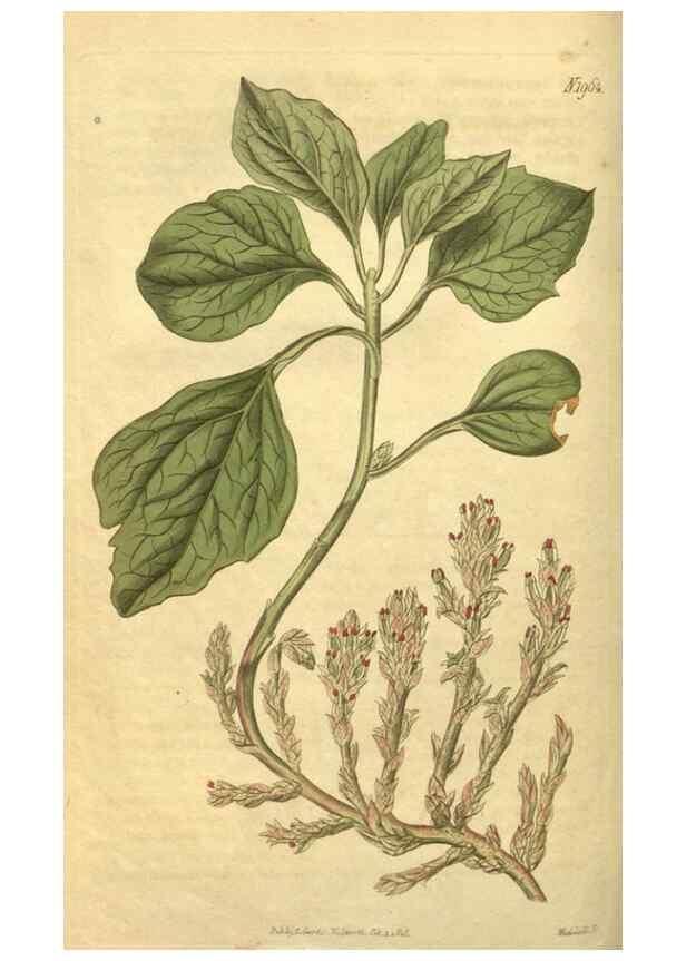 Reproducción/Reproduction 35024172222: Curtis's botanical magazine.. London ; New York [etc.] :Academic Press [etc.]