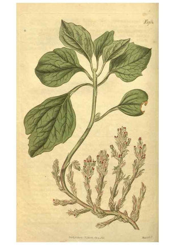 Reproducción/Reproduction 35024172222: Curtis's botanical magazine.. London ; New York [etc.] :Academic Press [etc.]