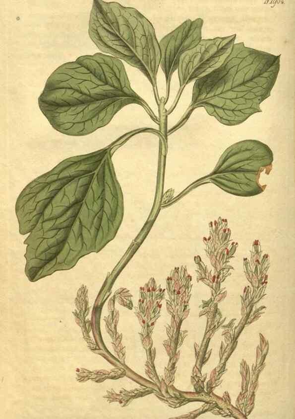 Reproducción/Reproduction 35024172222: Curtis's botanical magazine.. London ; New York [etc.] :Academic Press [etc.]