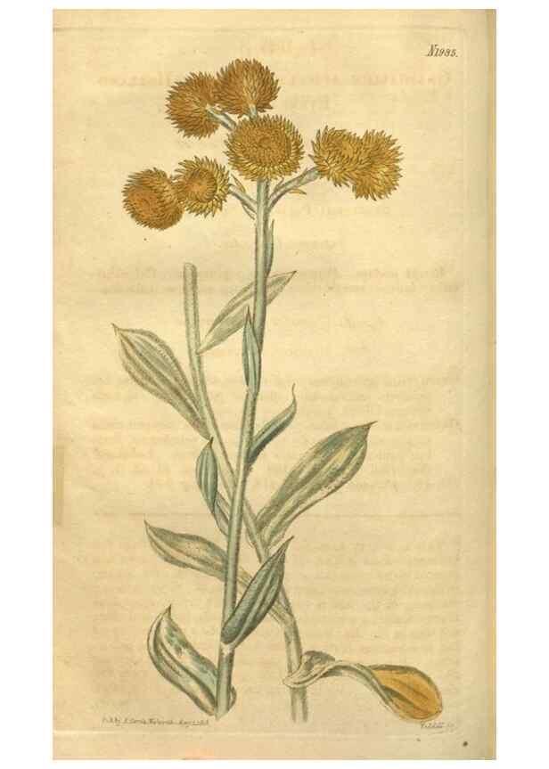 Reproducción/Reproduction 35189466635: Curtis's botanical magazine.. London ; New York [etc.] :Academic Press [etc.]