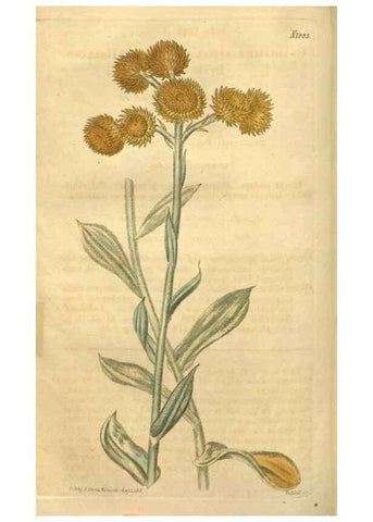 Reproducción/Reproduction 35189466635: Curtis's botanical magazine.. London ; New York [etc.] :Academic Press [etc.]