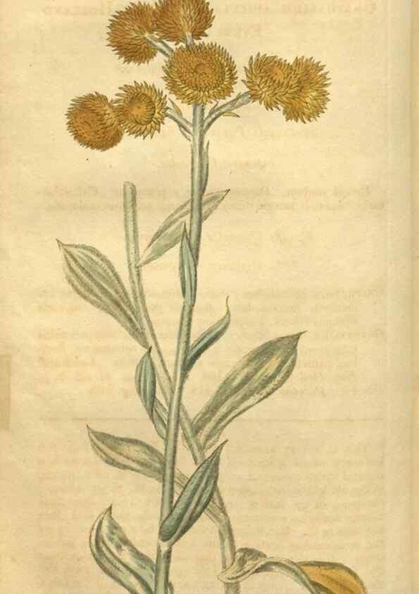 Reproducción/Reproduction 35189466635: Curtis's botanical magazine.. London ; New York [etc.] :Academic Press [etc.]