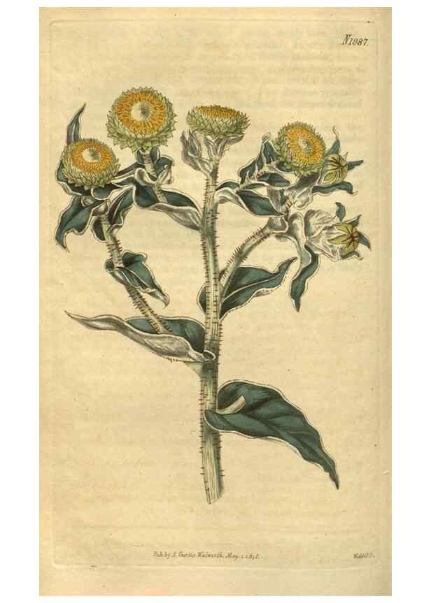 Reproducción/Reproduction 35189469945: Curtis's botanical magazine.. London ; New York [etc.] :Academic Press [etc.]