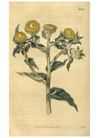 Reproducción/Reproduction 35189469945: Curtis's botanical magazine.. London ; New York [etc.] :Academic Press [etc.]