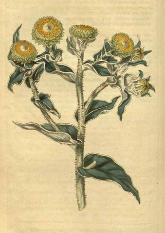 Reproducción/Reproduction 35189469945: Curtis's botanical magazine.. London ; New York [etc.] :Academic Press [etc.]