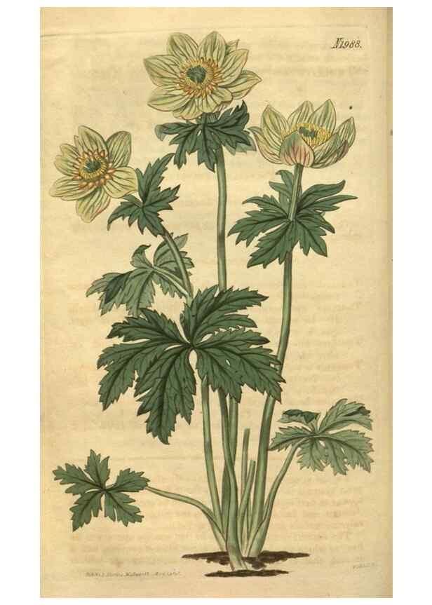 Reproducción/Reproduction 35189471495: Curtis's botanical magazine.. London ; New York [etc.] :Academic Press [etc.]