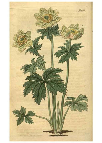 Reproducción/Reproduction 35189471495: Curtis's botanical magazine.. London ; New York [etc.] :Academic Press [etc.]