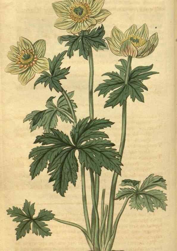 Reproducción/Reproduction 35189471495: Curtis's botanical magazine.. London ; New York [etc.] :Academic Press [etc.]