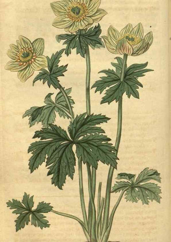 Reproducción/Reproduction 35189471495: Curtis's botanical magazine.. London ; New York [etc.] :Academic Press [etc.]
