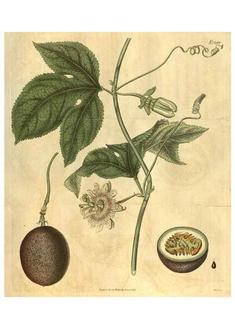 Reproducción/Reproduction 35149223346: Curtis's botanical magazine.. London ; New York [etc.] :Academic Press [etc.]