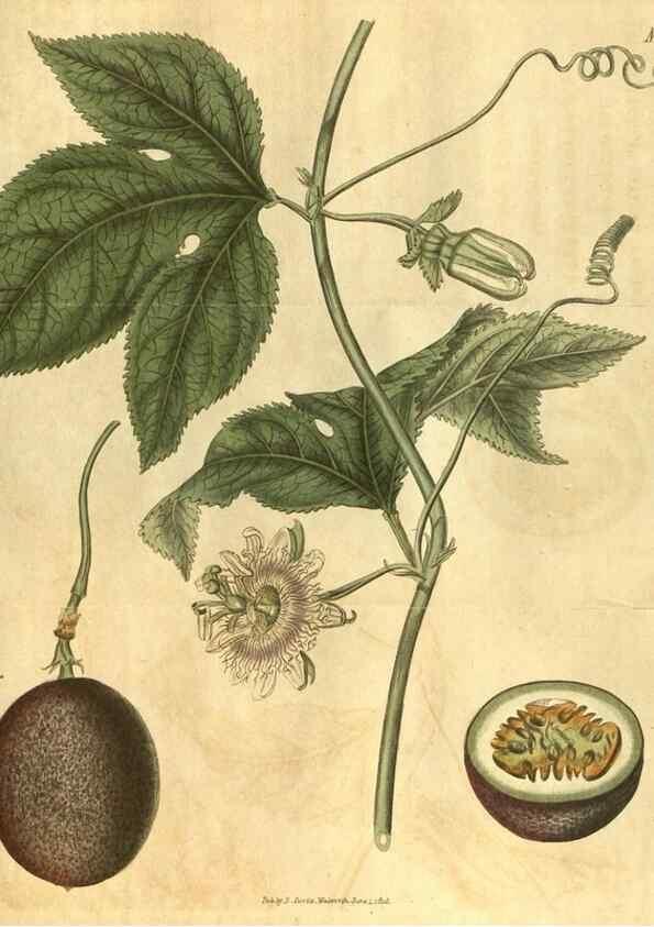 Reproducción/Reproduction 35149223346: Curtis's botanical magazine.. London ; New York [etc.] :Academic Press [etc.]