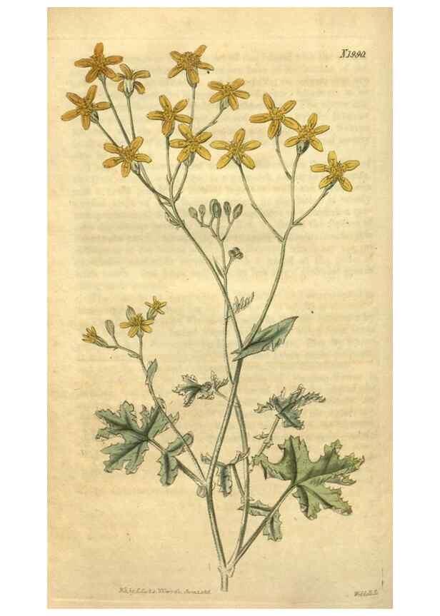 Reproducción/Reproduction 35189474355: Curtis's botanical magazine.. London ; New York [etc.] :Academic Press [etc.]